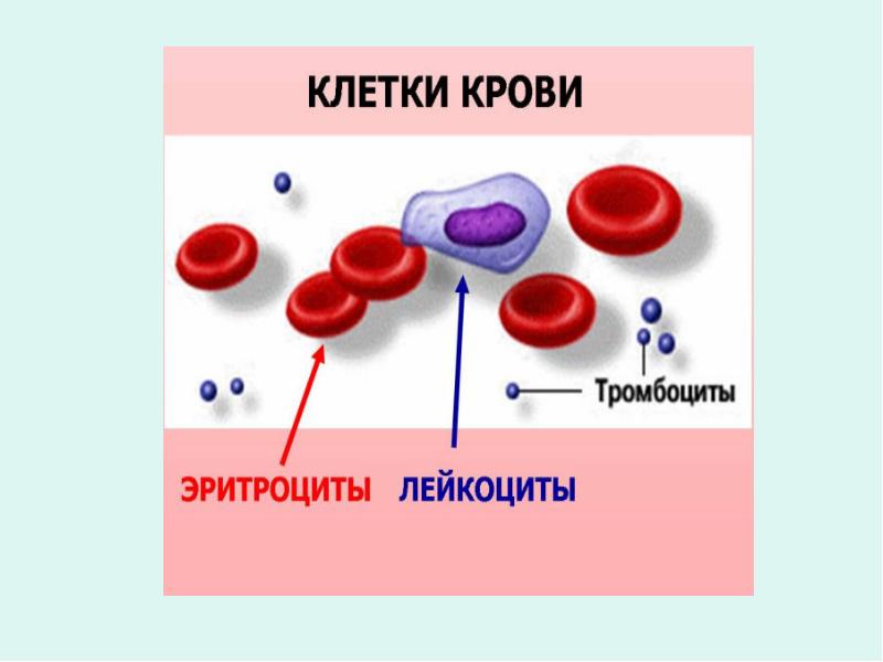 Обозначьте на рисунке состав крови