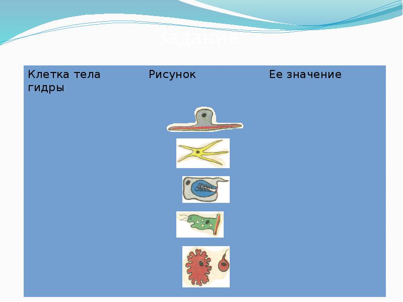 Клетки гидры картинки