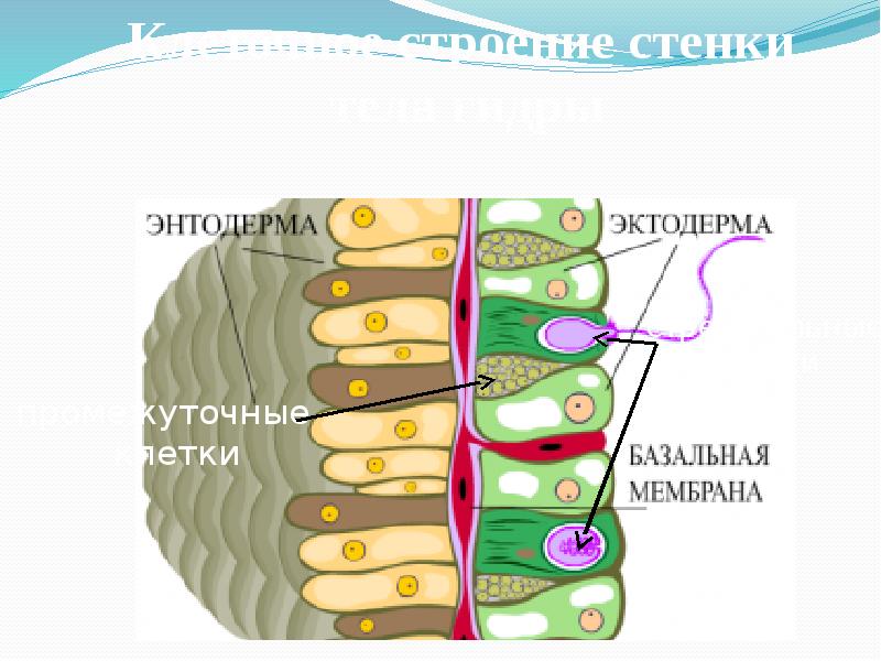 Эктодерма и энтодерма рисунок