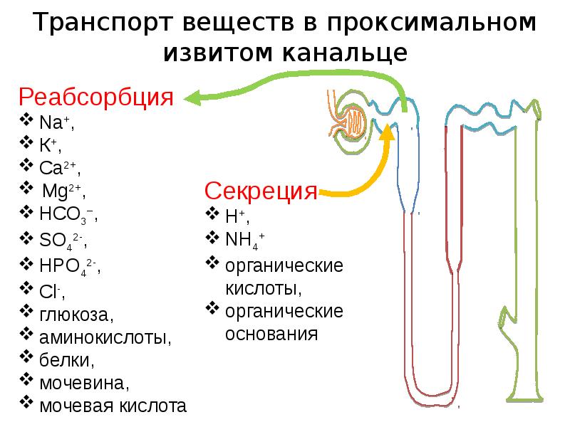 Проксимальный извитой каналец