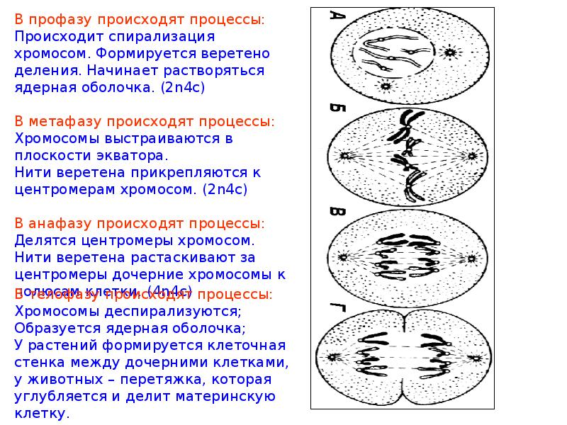 Митоз презентация 11 класс