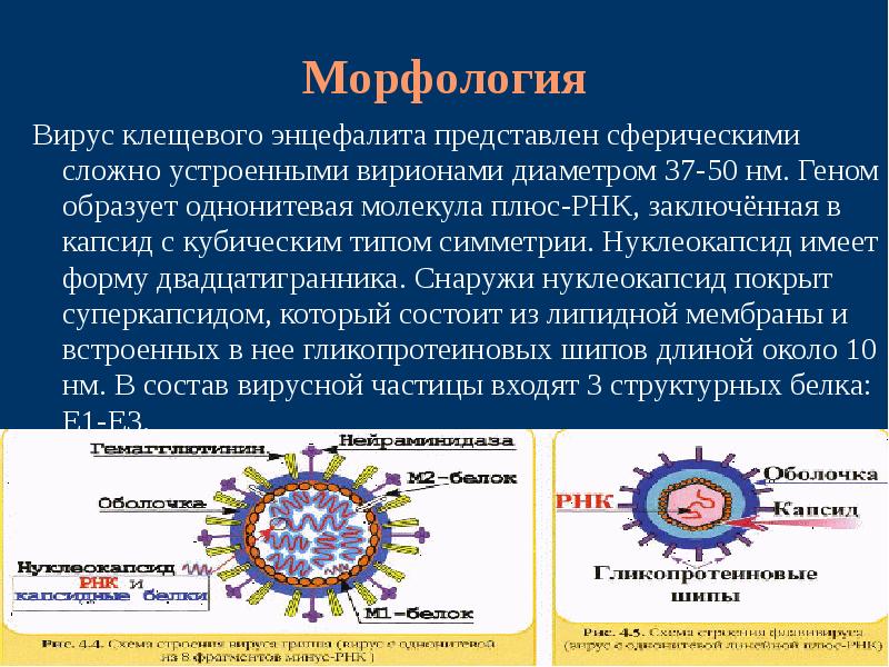 Энцефалиты неврология презентация