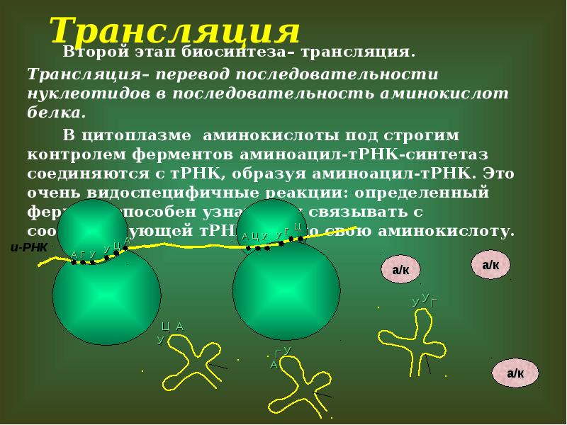 Биосинтез белков последовательность