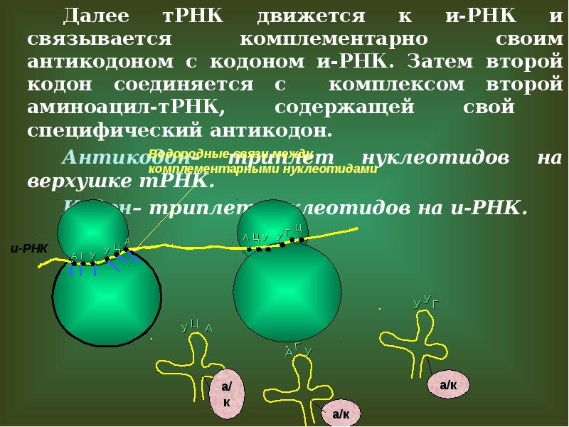 Антикодон расположен