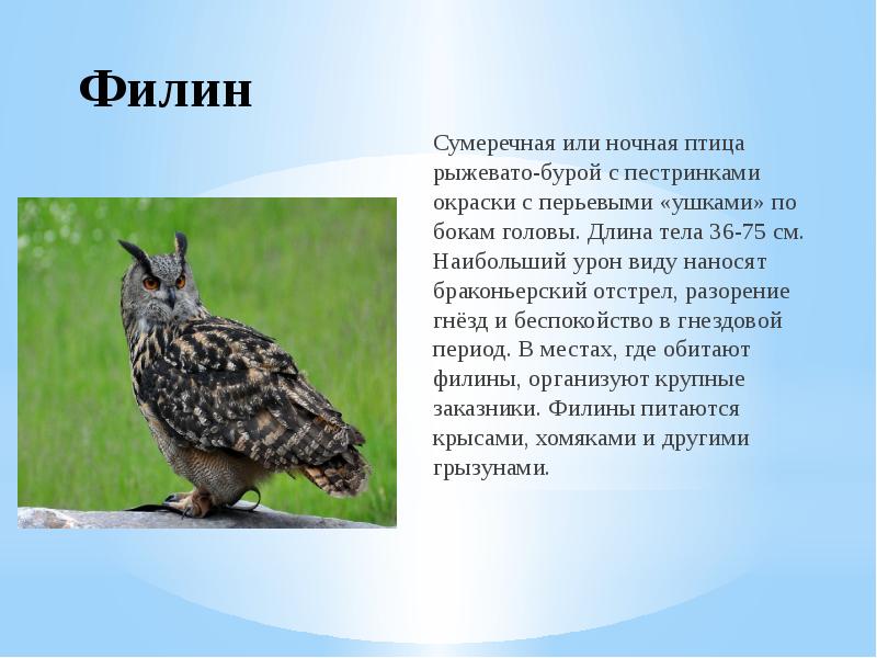 Филин Сумеречная или ночная птица рыжевато-бурой с пестринками окраски с перьевыми