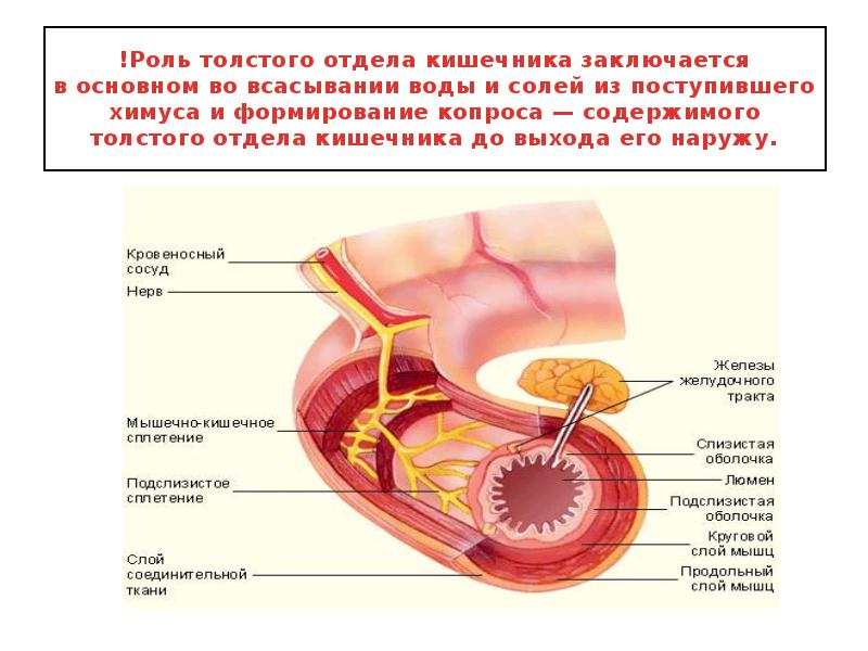 Особенности слизистой оболочки кишечника. Анатомо физиологические особенности толстой кишки. Анатомо физиологические особенности Толстого кишечника. Афо строения кишечника.
