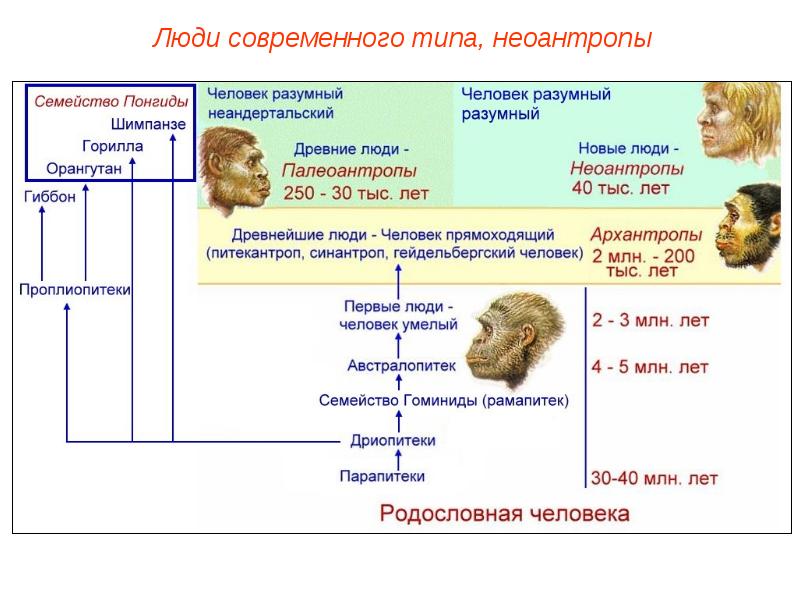 Появление человека разумного презентация 11 класс