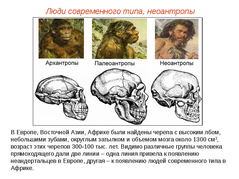 Объем мозга человека прямоходящего. Череп неандертальца и кроманьонца. Неоантропы строение черепа. Неоантропов (новый человек – человек разумный). Неоантроп кроманьонец.
