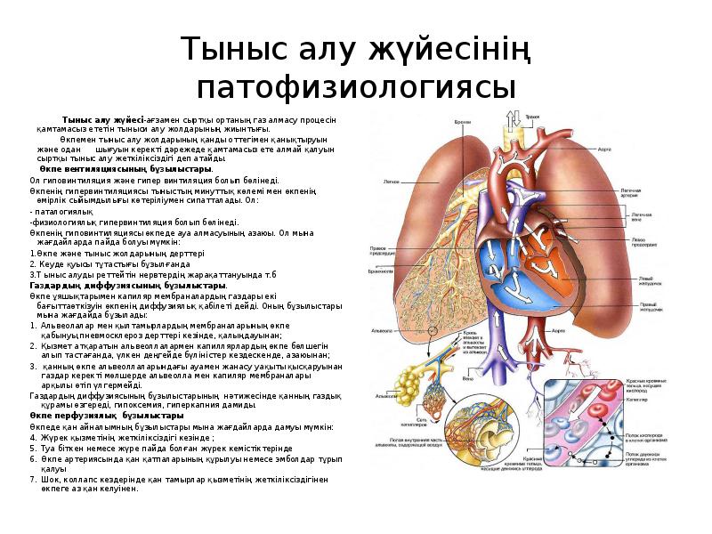 Және тыныс алу. Тыныс алу жолдары презентация. Тыныс алу мүшелері презентация. Тыныс алу құпиялары презентация. Дем алу органы.