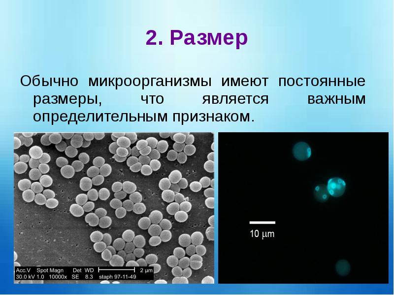 Размеры бактерий. Размеры микроорганизмов. Морфология физиология микробов микробиология. Морфология и физиология бактерий. Морфология и физиология бактерий и методы ее изучения.