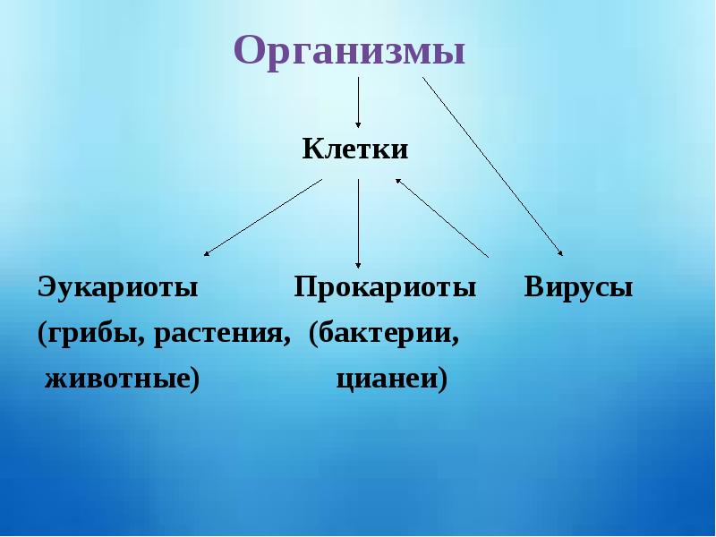 К эукариотам относятся вирусы грибы