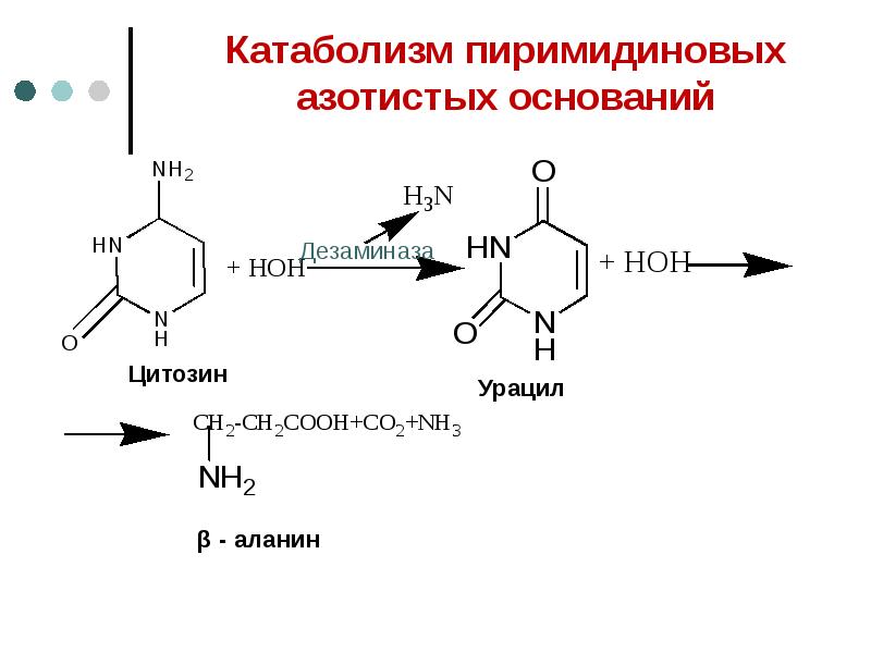 Конечные продукты азотистого обмена. Катаболизм пиримидиновых нуклеотидов биохимия. Схема катаболизма пиримидиновых нуклеотидов. Реакция катаболизма пиримидиновых оснований. Распад пиримидиновых оснований биохимия.