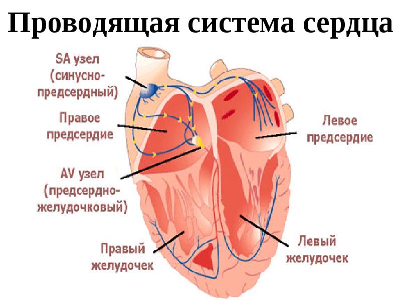 Сердце физиология презентация