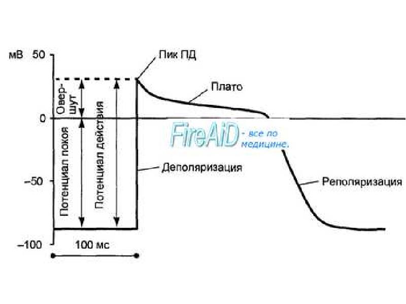 Плато физиология. Деполяризация и реполяризация. Деполяризация реполяризация плато. Фазы деполяризации и реполяризации. Плато потенциала действия.