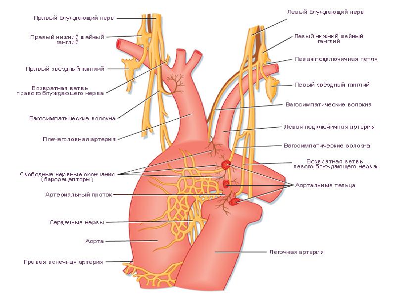 Правая и левая ветви. Блуждающий нерв топография. Ветви грудного отдела блуждающего нерва. Блуждающий нерв грудной отдел. Дуга аорты блуждающий нерв.