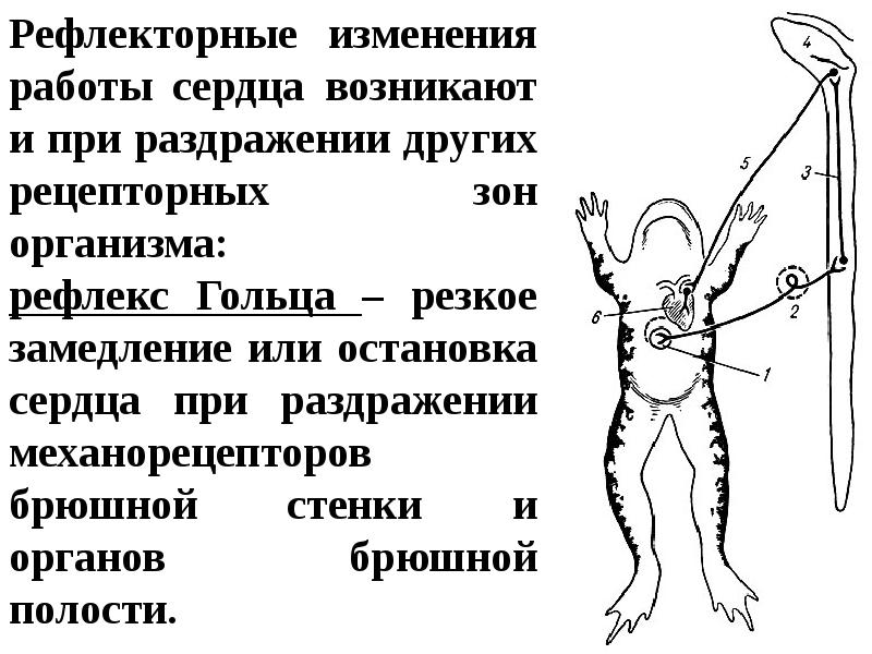 Рефлекс гольца физиология схема