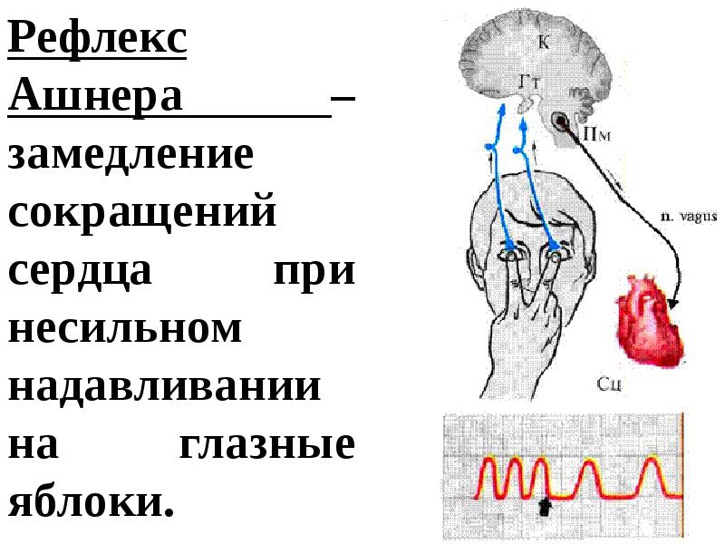 Рефлекс гольца физиология схема