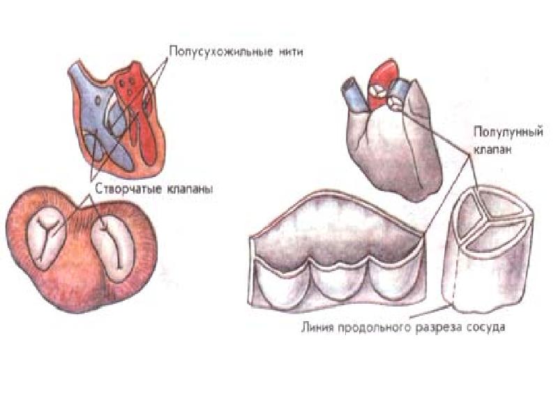 Створчатые клапаны