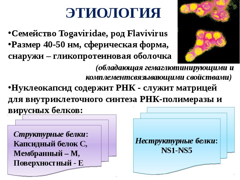 Флавивирусы микробиология презентация