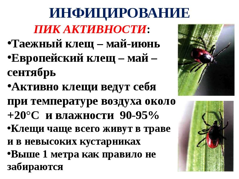 Пики активности клещей. Сведения о Таежном клеще. Пик активности клещей. Таежный клещ доклад. Таблица активности клещей.