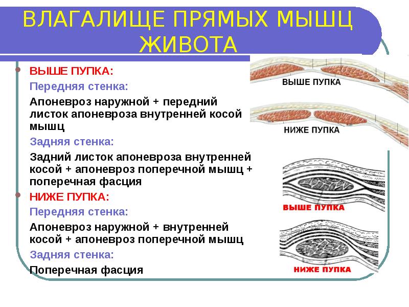 Топография брюшной стенки презентация