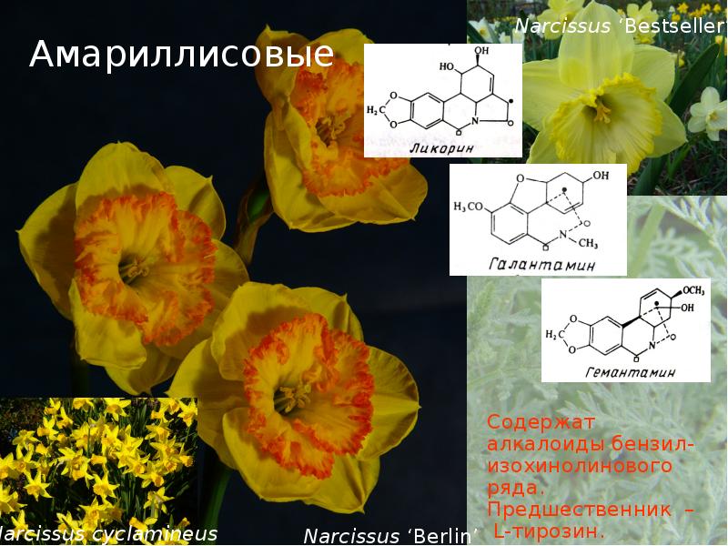 Формула амариллисовых