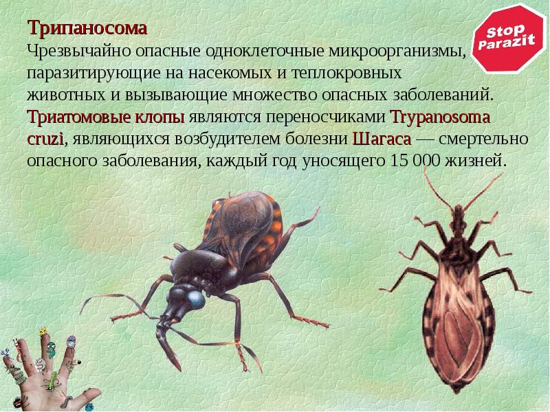 Насекомые переносчики заболеваний. Триатомовый клоп переносчик. Триатомовые клопы переносчики. Триатомовые клопы является переносчиком. Триатомовые летающие клопы являются переносчиками.