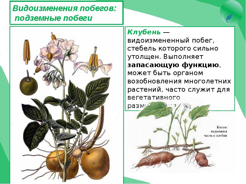 Видоизменения органов растений