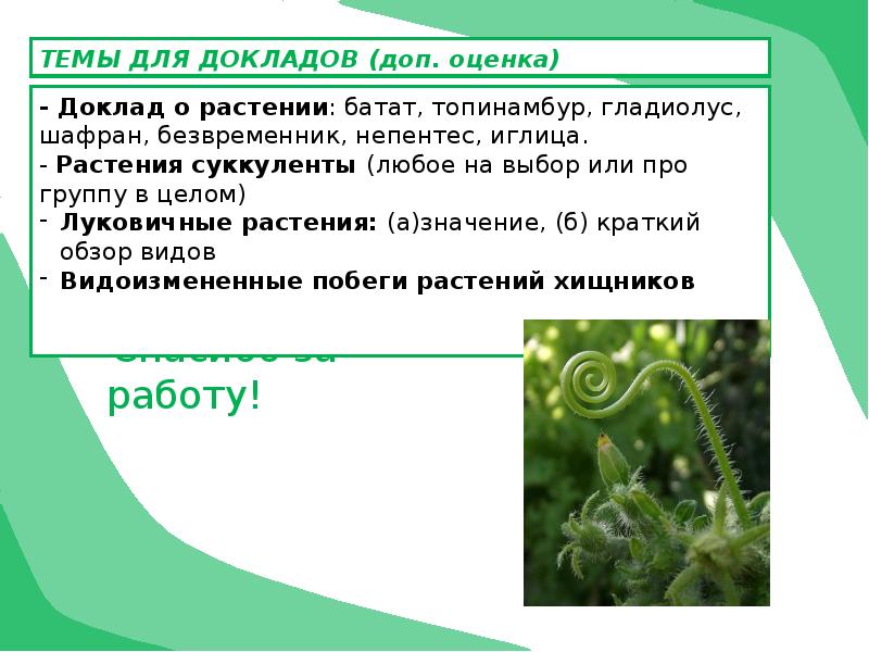 Каково значение видоизмененных листьев в жизни растений. Видоизменение побега алоэ Вера. Видоизменение побегов у алоэ. Видоизменение побегов e FKJ'. Сообщение о видоизменениях побегов у алоэ.