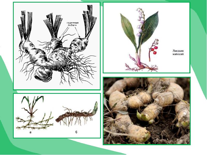 Видоизмененный побег корневище. Видоизменения подземных побегов корневище. Побеги корневище и луковица. Подземные видоизменения побегов клубень. Строение корневища ландыша.