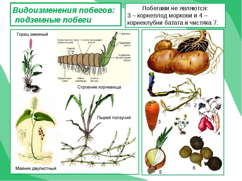 Видоизменения побегов 6 класс презентация