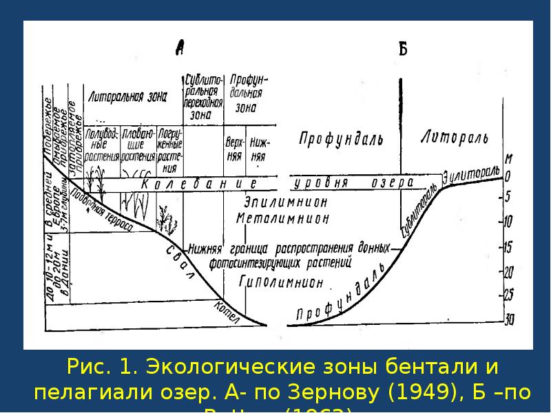 Пелагиаль