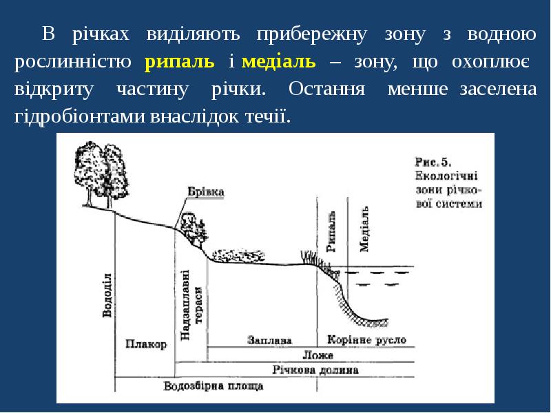 Плакор это. Экологические зоны рек схема. Бенталь. Экологические зоны рек рипаль. Рипаль в реке.