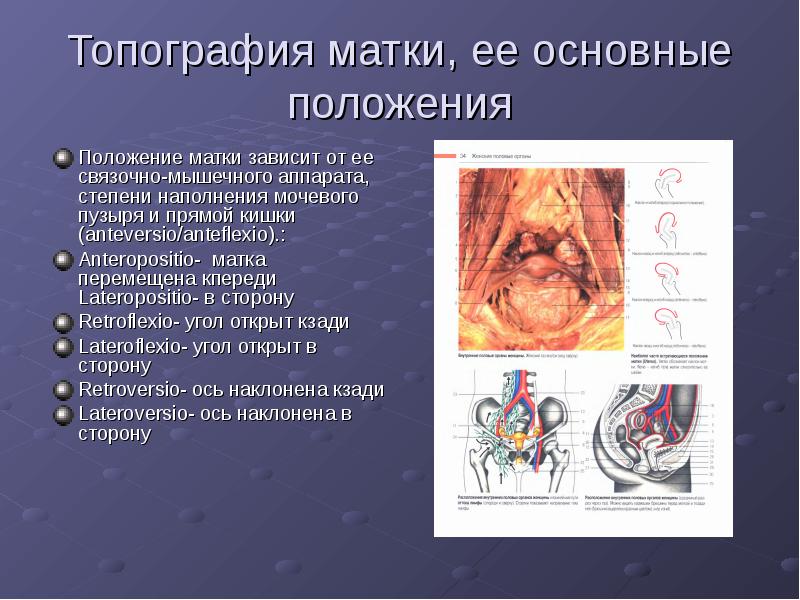 Половая система презентация