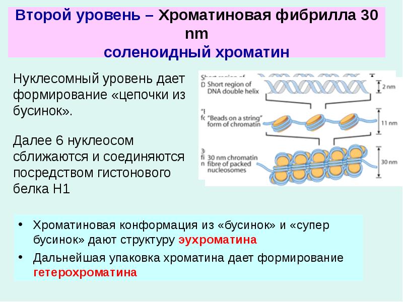 Второй уровень – Хроматиновая фибрилла 30 nm соленоидный хроматин
Нуклесомный уровень Второй уровень – Хроматиновая фибрилла 30 nm соленоидный хроматин
Нуклесомный уровень