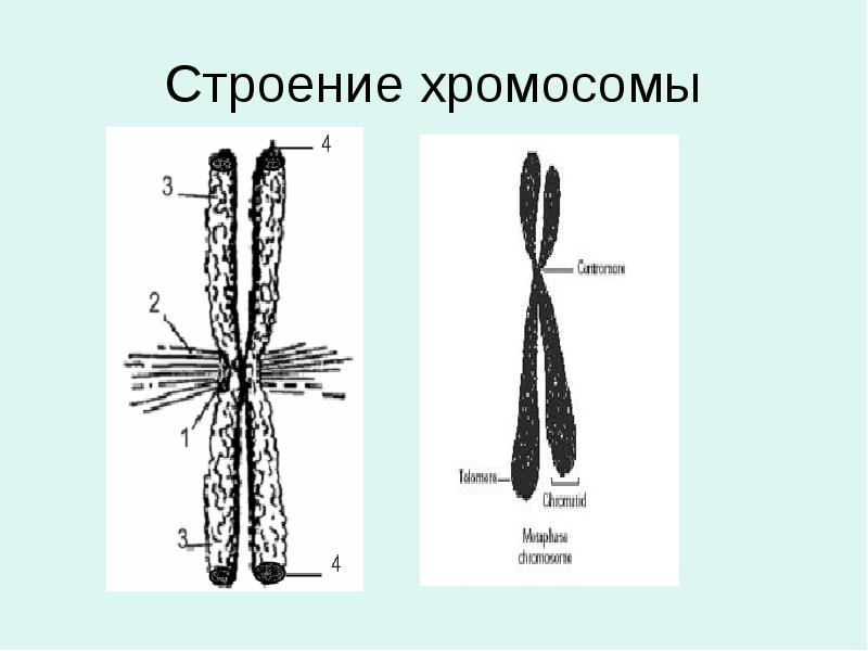 Строение хромосомы Строение хромосомы