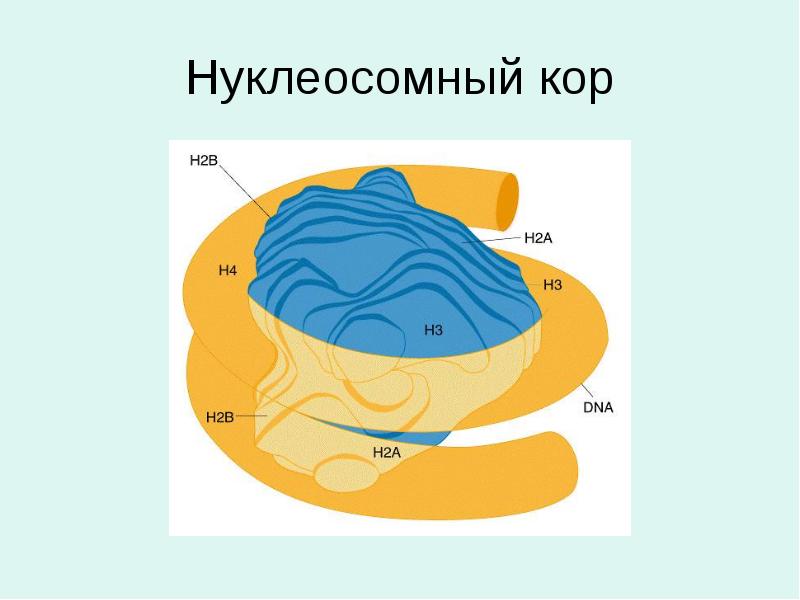 Нуклеосомный кор Нуклеосомный кор