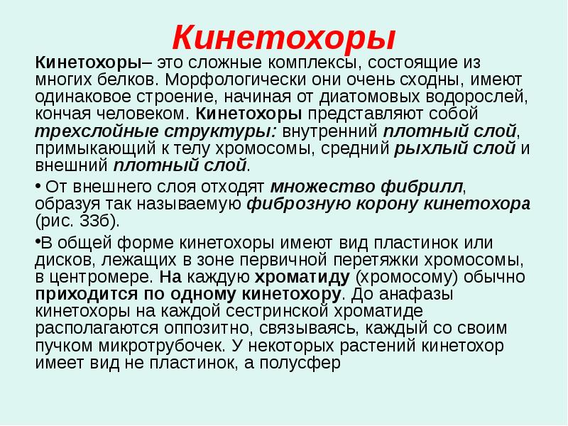 Кинетохоры
Кинетохоры– это сложные комплексы, состоящие из многих белков. Морфологически они Кинетохоры
Кинетохоры– это сложные комплексы, состоящие из многих белков. Морфологически они