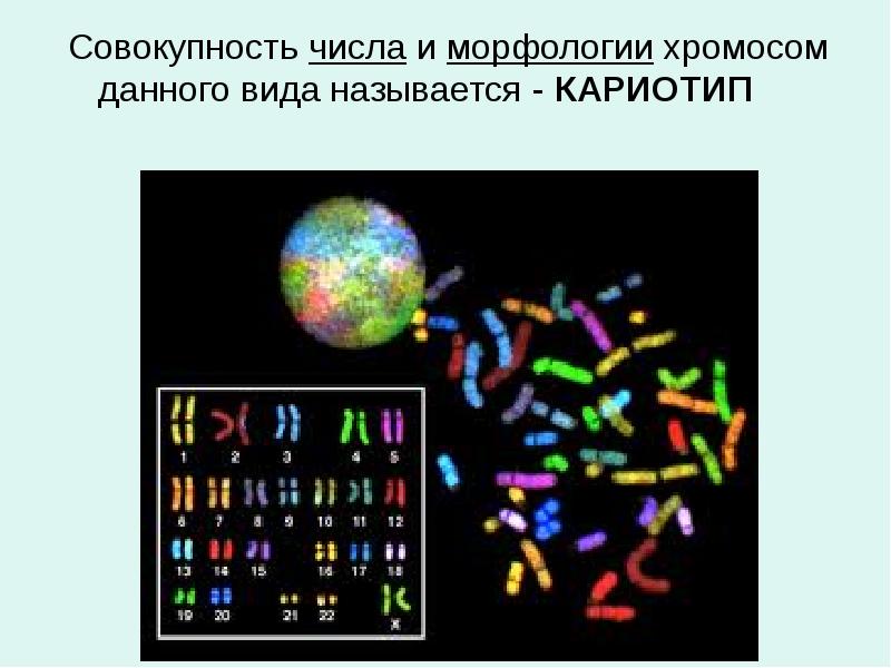 Совокупность числа и морфологии хромосом данного вида называется - КАРИОТИП
Совокупность Совокупность числа и морфологии хромосом данного вида называется - КАРИОТИП
Совокупность