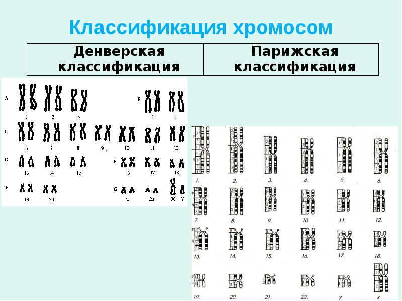Классификация хромосом Классификация хромосом