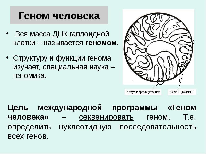 Геном человека
Вся масса ДНК гаплоидной клетки – называется геномом.
Геном человека
Вся масса ДНК гаплоидной клетки – называется геномом.