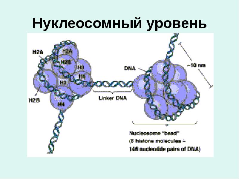 Нуклеосомный уровень Нуклеосомный уровень