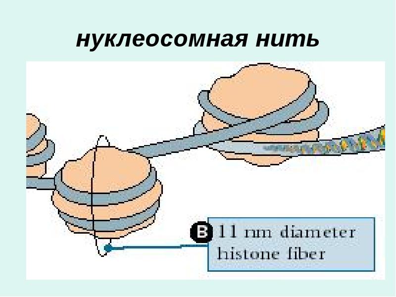 нуклеосомная нить нуклеосомная нить