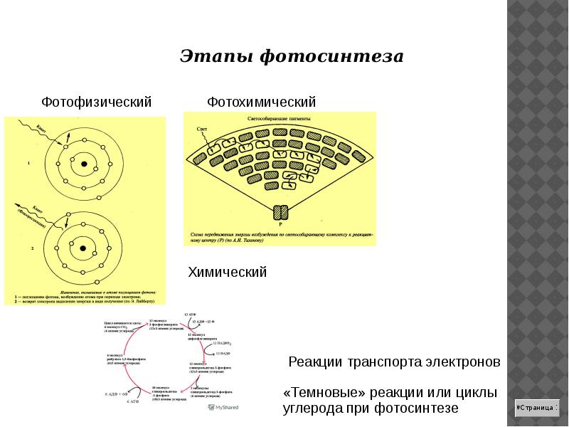 Схема фотохимического зрительного цикла