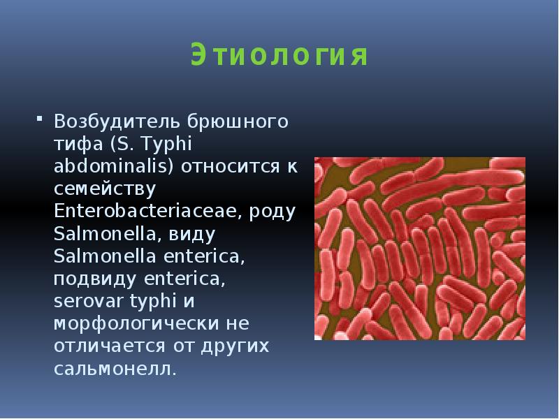 Возбудителем холеры является. Этиология сальмонелла тиф. Кишечная инфекция брюшной тиф сальмонеллез. Клиника сальмонелла тифа. Брюшной тиф возбудитель бактерия.
