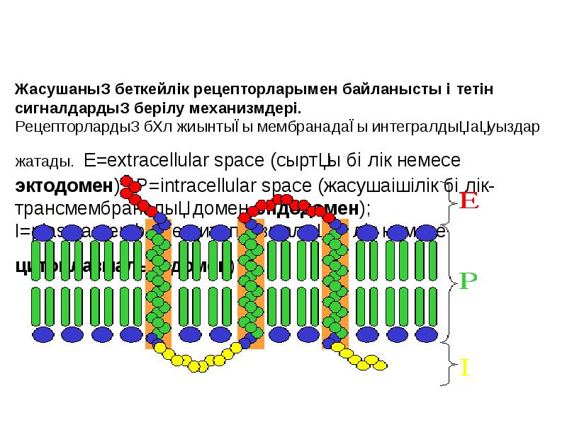 Мембраналық рецепторлар арқылы гормондық сигналдардың берілуі