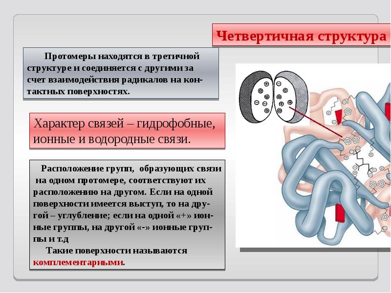 Протомеры это биохимия. Четвертичная структура гемоглобина. Протомер это биохимия. Четвертичная структура белка гемоглобина. Протомер это биохимия.