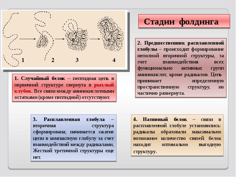 Фолдинг белка. Этапы фолдинга белков. Фолдинг белков стадии. Фолдинг белка стадии. Этапы конформации белка.