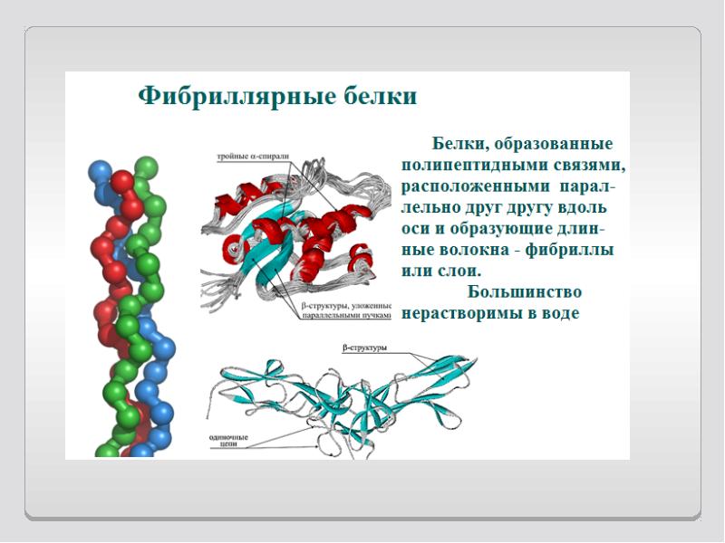 Фибриллярные белки презентация