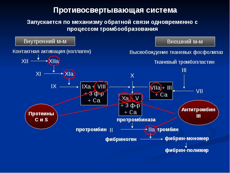 Свертывающая и противосвертывающая система крови презентация